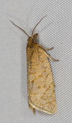 Clepsis senecionana