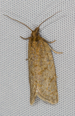 Clepsis senecionana