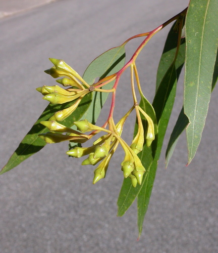 Eucalyptus fergusonii R.T.Baker 3
