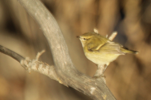 Hume's Leaf Warbler (Phylloscopus humei), photo 7