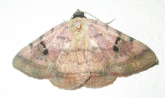 Hypopyra carneotincta