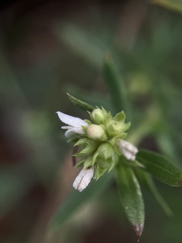 Chay Root (Oldenlandia umbellata)