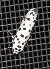 Ethmia clytodoxa