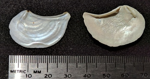 Genus Heteroclidus · iNaturalist NZ