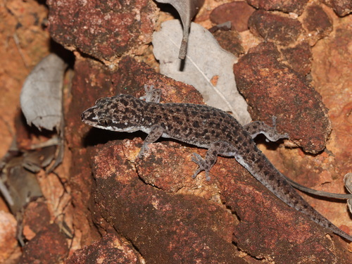 Mekong leaf-toed gecko, Dixonius mekongensis