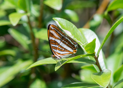 Adelpha syma
