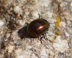 Chrysolina cerealis