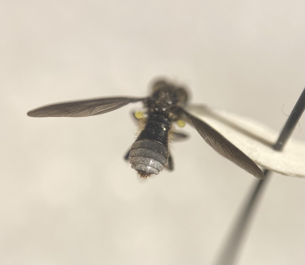 Holopogon mica