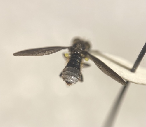 Holopogon mica