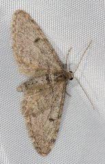 Eupithecia indigata