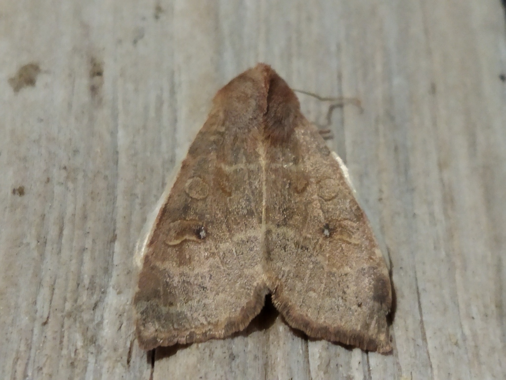 Pale-lemon Sallow