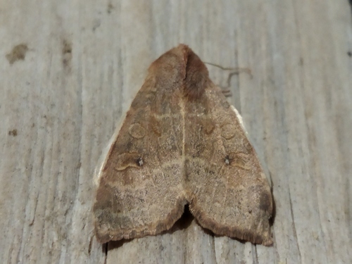 pale-lemon sallow
