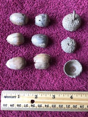 Quercus × comptoniae