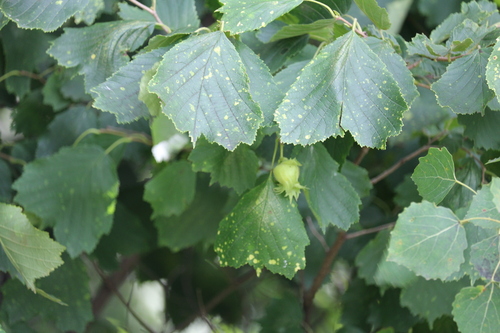 Corylus heterophylla iNat (2)