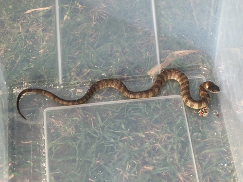 Tiger Snake sighting