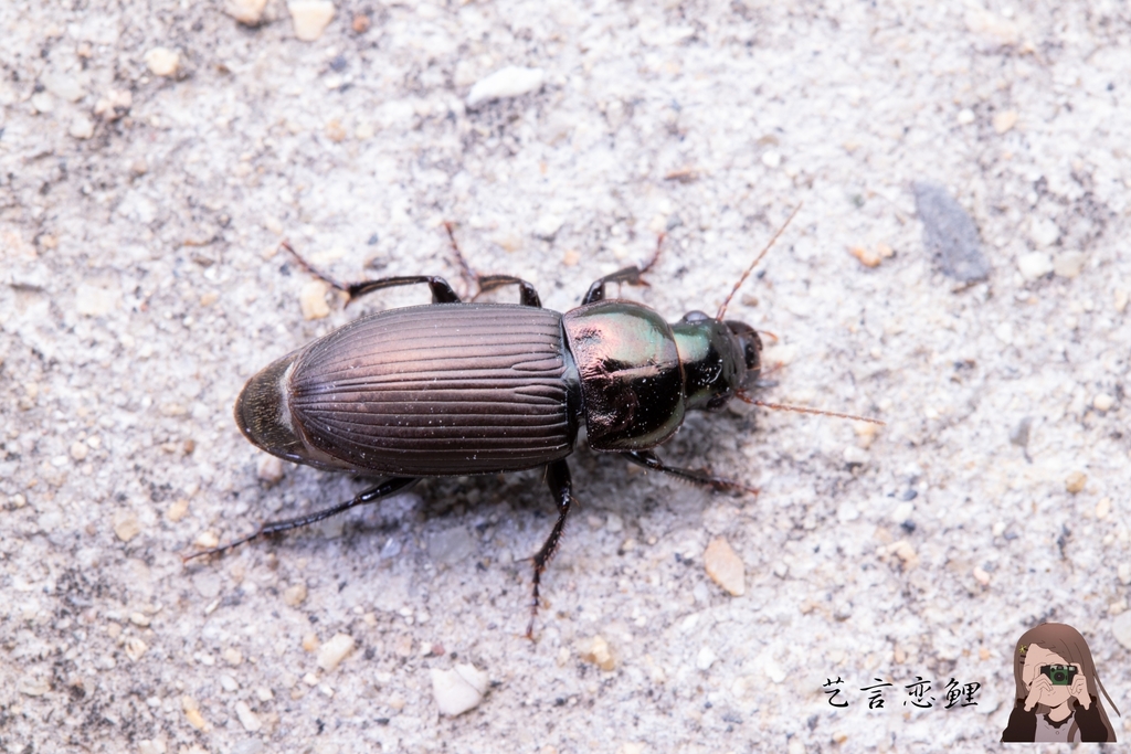 Harpalus chalcentus
