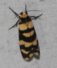 Scaptesyle equidistans