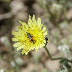 Eupompha elegans