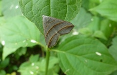 Colobochyla salicalis