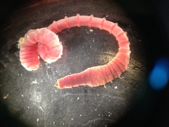 Notomastus latericeus