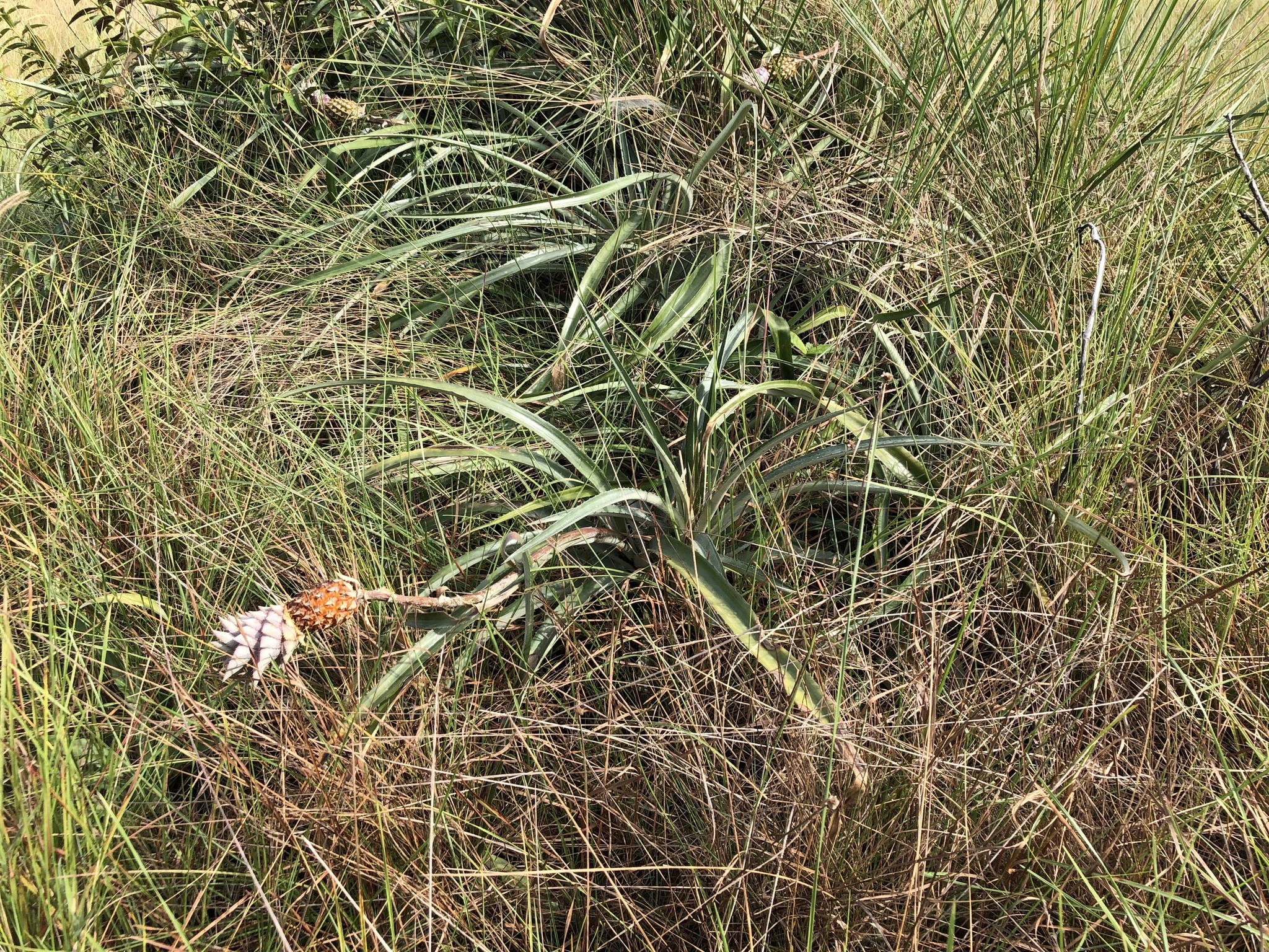 Ananas comosus