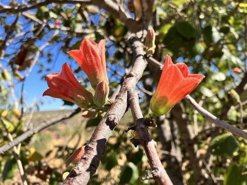 Brachychiton tridentatus Guymer