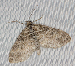 Lobophora halterata