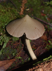 Entoloma canoconicum