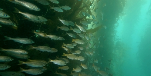 California salema (Haemulon californiensis) — Haemulidae — 5