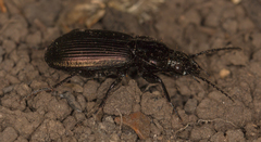 Pterostichus mannerheimii