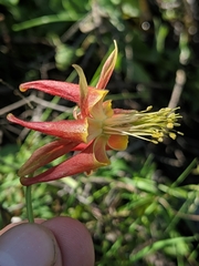 Aquilegia eximia