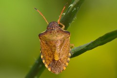 Peribalus strictus strictus