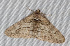 Cleora cinctaria
