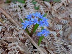 Scilla subnivalis