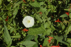 Convolvulus hermanniae