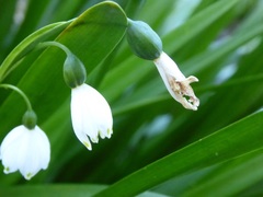 Leucojum