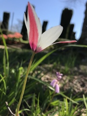 Tulipa clusiana