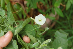 Convolvulus hermanniae