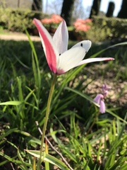 Tulipa clusiana