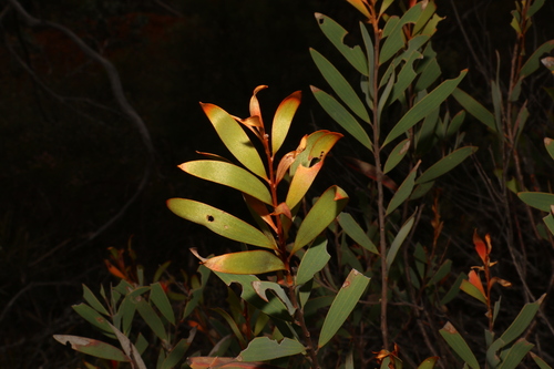 Image of Hakea pandanicarpa by (c) Greg Tasney, some rights reserved (CC BY-SA)