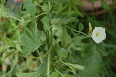Convolvulus hermanniae