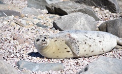 Pagophilus groenlandicus