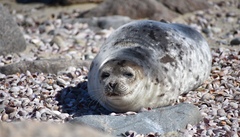 Pagophilus groenlandicus