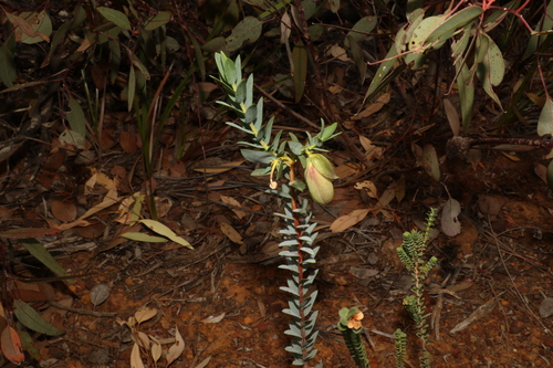 Image of Pimelea physodes by (c) Greg Tasney, some rights reserved (CC BY-SA)