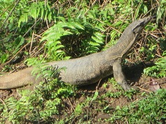 Varanus salvator