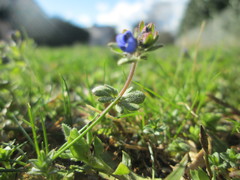 Veronica triphyllos