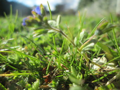 Veronica triphyllos