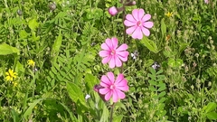 Silene damascena