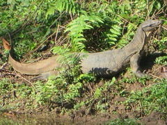 Varanus salvator
