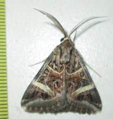 Cerocala vermiculosa